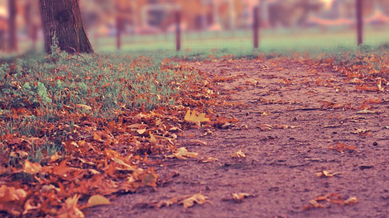 Fall Leaves
